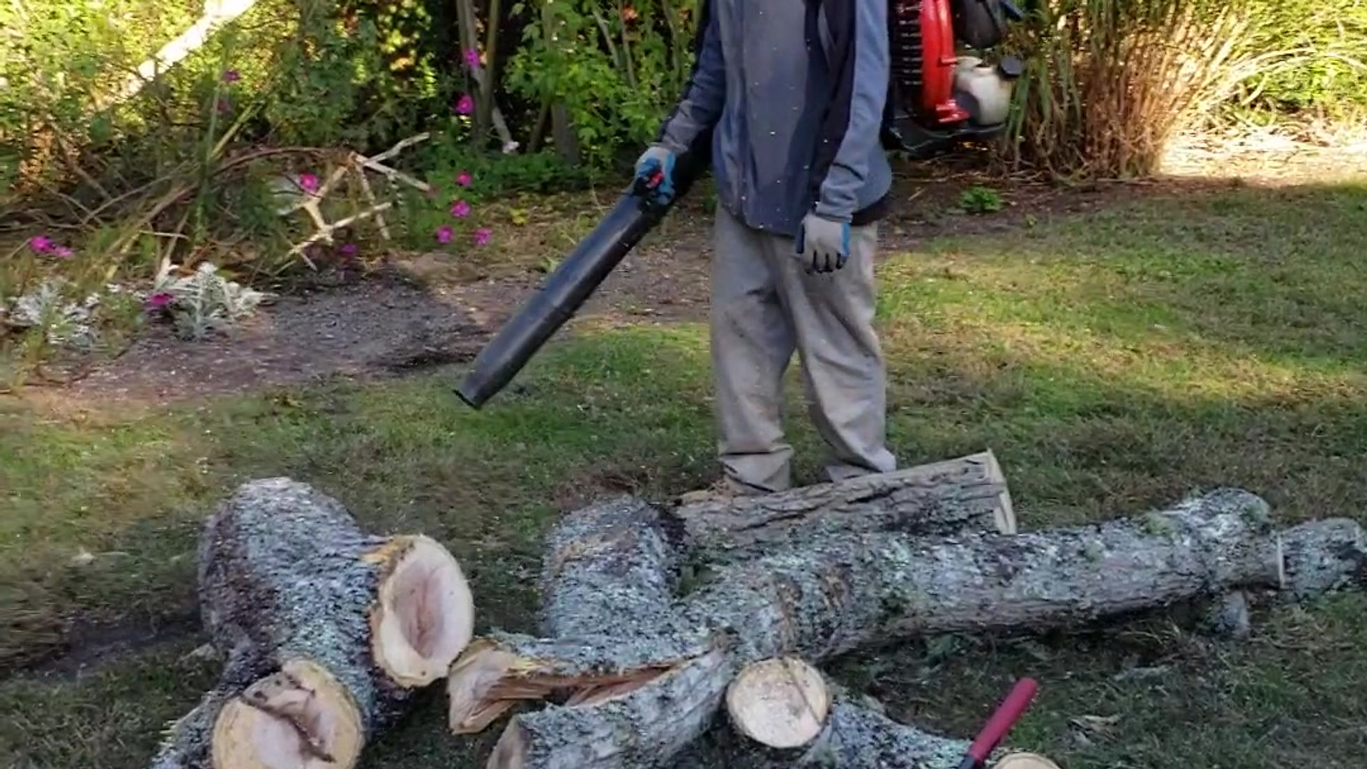 Tree job Oct 19 2018-1